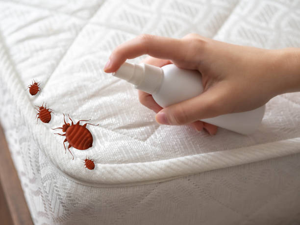 Best Spider Control Near Me  in South Cleveland, TN